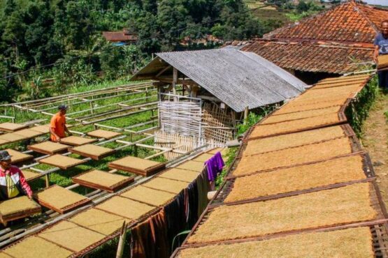 Masa Panen Berkah, Harga Tembakau Jawa Barat Melesat di Tengah Kemarau (Foto: Getty Images)