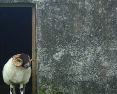 Memaknai Kembali Hikmah Berkurban di Hari Raya Idul Adha (Sumber Piqsels)