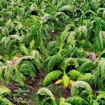 Ada 446 Regulasi Atur Ekosistem Pertembakauan, Pengendalian Tembakau Didorong Jadi Pelarangan Total