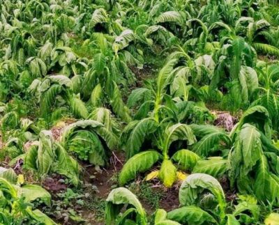 Mengenal Kemarau Basah yang Bikin Petani Tembakau Resah Setiap Musim