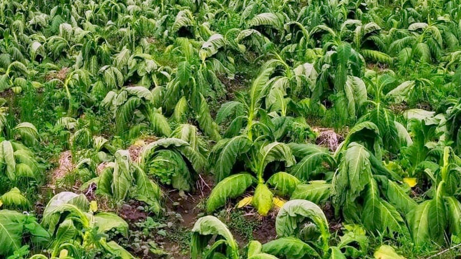 Mengenal Kemarau Basah yang Bikin Petani Tembakau Resah Setiap Musim