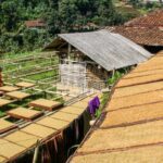 Mengulik Empat Jenis Tembakau Terbaik di Indonesia, Penasaran?