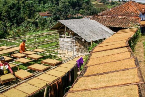 Mengenal Tiga Tradisi Petani Tembakau di Indonesia (Foto: Detik.com)