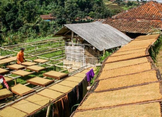 Mengenal Tiga Tradisi Petani Tembakau di Indonesia (Foto: Detik.com)