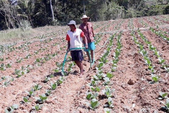 Menghadapi Musim Kemarau Ekstrem, Petani Tembakau di Indonesia Harus Siaga (Foto: BeritaJatim)