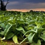 Tips Konsumsi Kurma Agar Gula Darah Tak Naik Selama Puasa