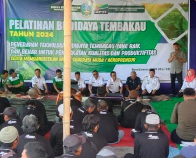 Optimisme Petani Tembakau Bondowoso Menyambut Musim Tanam 2024 APTI Harapkan Perlindungan Pemerintah (Foto: Jatim Pos)