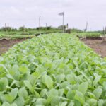 Dampak Negatif RPP Kesehatan: Penurunan Pendapatan Petani dan Pengusaha Vape karena Turunnya Setoran Pajak