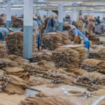 BRIN Bikin Varietas Tembakau Tangguh Banjir