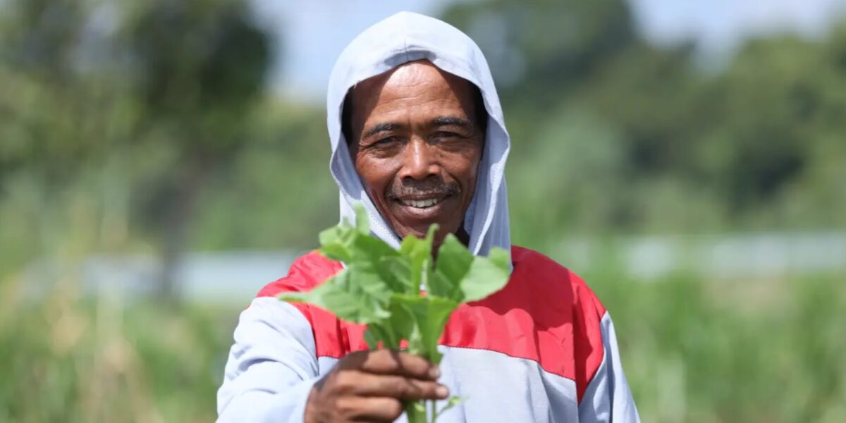 Paino, petani tembakau