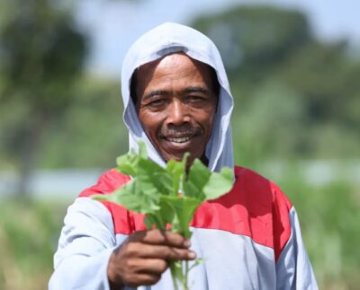 Paino, petani tembakau