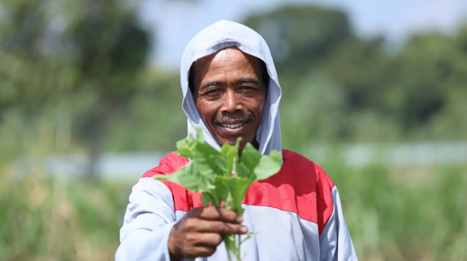 Paino, petani tembakau