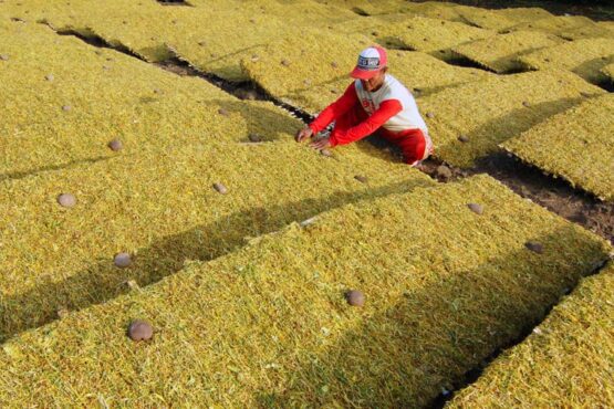 Panen Tembakau Madura: Harga Meningkat, Petani Tetap Fokus pada Kualitas (Foto: Saiful Bahri/ANTARA)