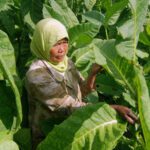 Larangan Iklan Rokok Berpotensi Merugikan Industri