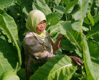 Pemda Pangandaran Akan Bangun Pusat Industri Tembakau, Targetkan Produksi 200 Ton Per Tahun (Foto: Radar Bandung)