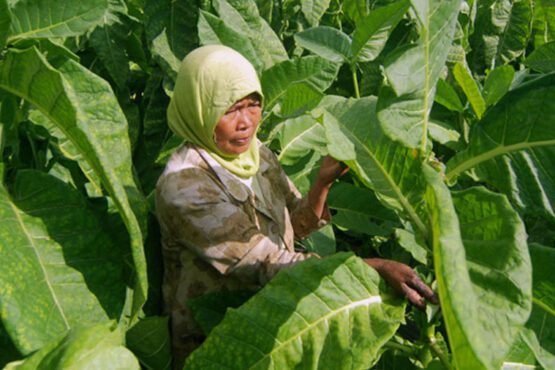 Pemda Pangandaran Akan Bangun Pusat Industri Tembakau, Targetkan Produksi 200 Ton Per Tahun (Foto: Radar Bandung)