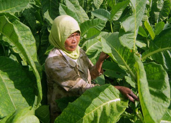 Pemda Pangandaran Akan Bangun Pusat Industri Tembakau, Targetkan Produksi 200 Ton Per Tahun (Foto: Radar Bandung)