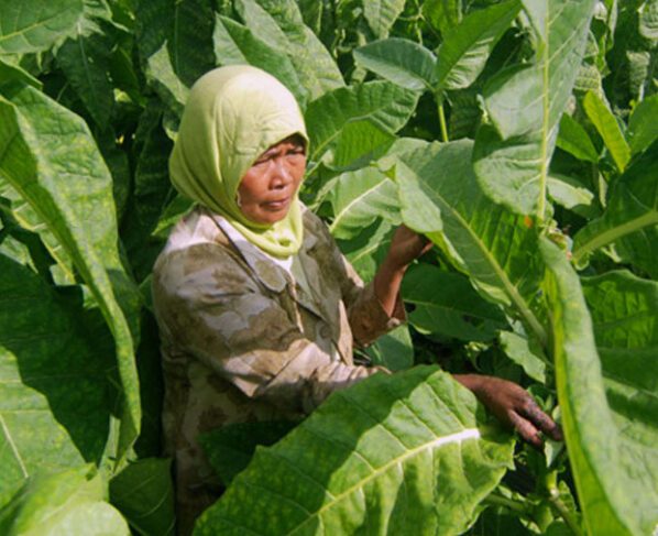 Pemda Pangandaran Akan Bangun Pusat Industri Tembakau, Targetkan Produksi 200 Ton Per Tahun (Foto: Radar Bandung)