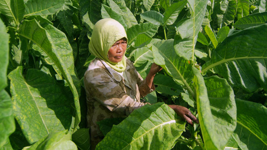 Pemda Pangandaran Akan Bangun Pusat Industri Tembakau, Targetkan Produksi 200 Ton Per Tahun (Foto: Radar Bandung)