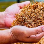 Pilihan Parfum Pria dengan Aroma Tembakau yang Wajib Dicoba!