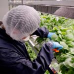 Jelang Panen, Beginilah Ritual Malam dan Perayaan Tungguk Tembakau di Boyolali