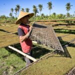 Menteri Purbaya Mau Rokok Ilegal Diberi Pita Cukai, Begini Respon APTI