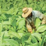 Masyarakat Khusus Doakan Tembakau Tidak Disamakan dengan Narkotika Melalui Wiwit Mbako