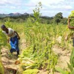 Pro dan Kontra Manfaat Produk Hasil Tembakau