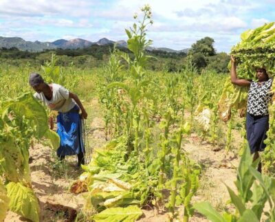 Pertanian Tembakau, Ruang Aman bagi Para Penyintas Kekerasan Gender (Foto Philimon Bulawayo/REUTERS)