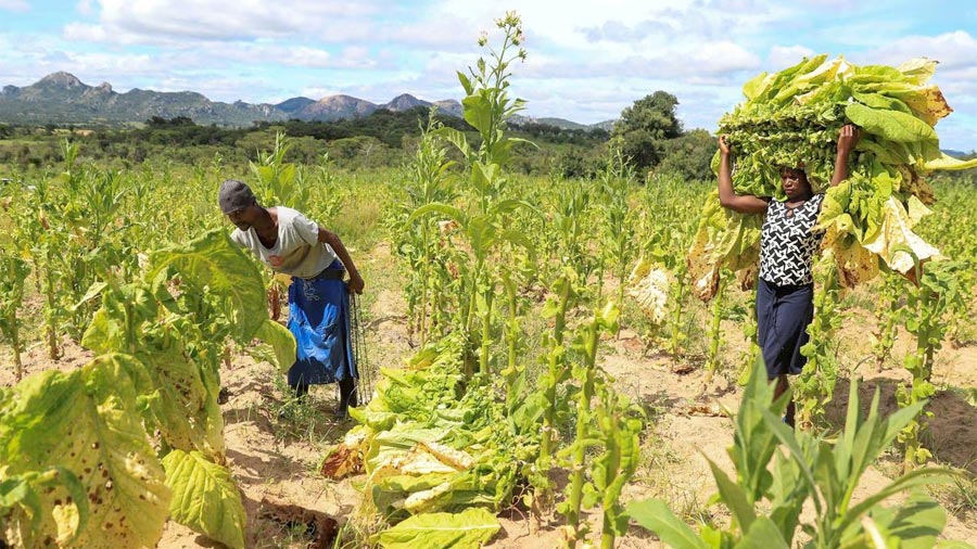 Pertanian Tembakau, Ruang Aman bagi Para Penyintas Kekerasan Gender (Foto Philimon Bulawayo/REUTERS)