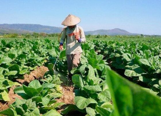 Petani Tembakau di Kendal Merasa Beruntung, Harga Tembakau Melonjak Tinggi (Foto: Tribun Jateng)