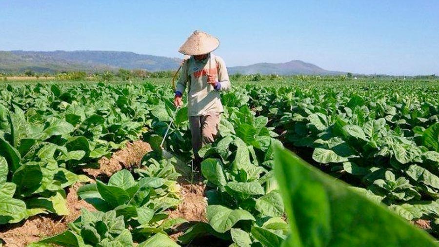 Petani Tembakau di Kendal Merasa Beruntung, Harga Tembakau Melonjak Tinggi (Foto: Tribun Jateng)