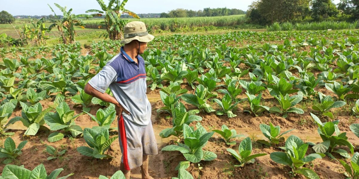 Petani tembakau