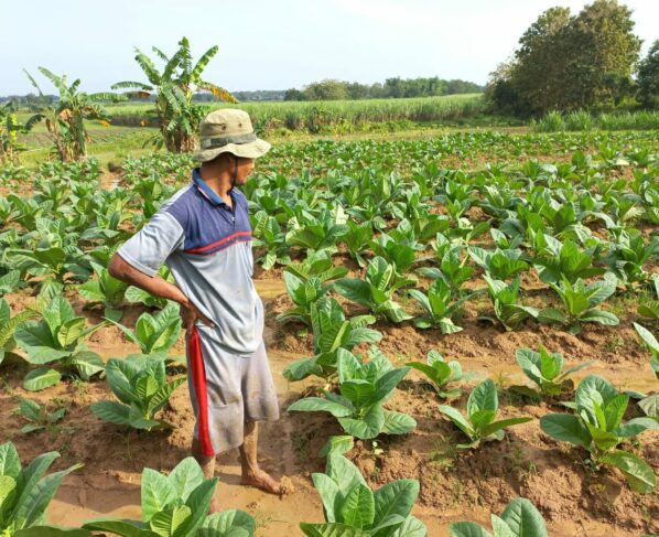 Petani tembakau