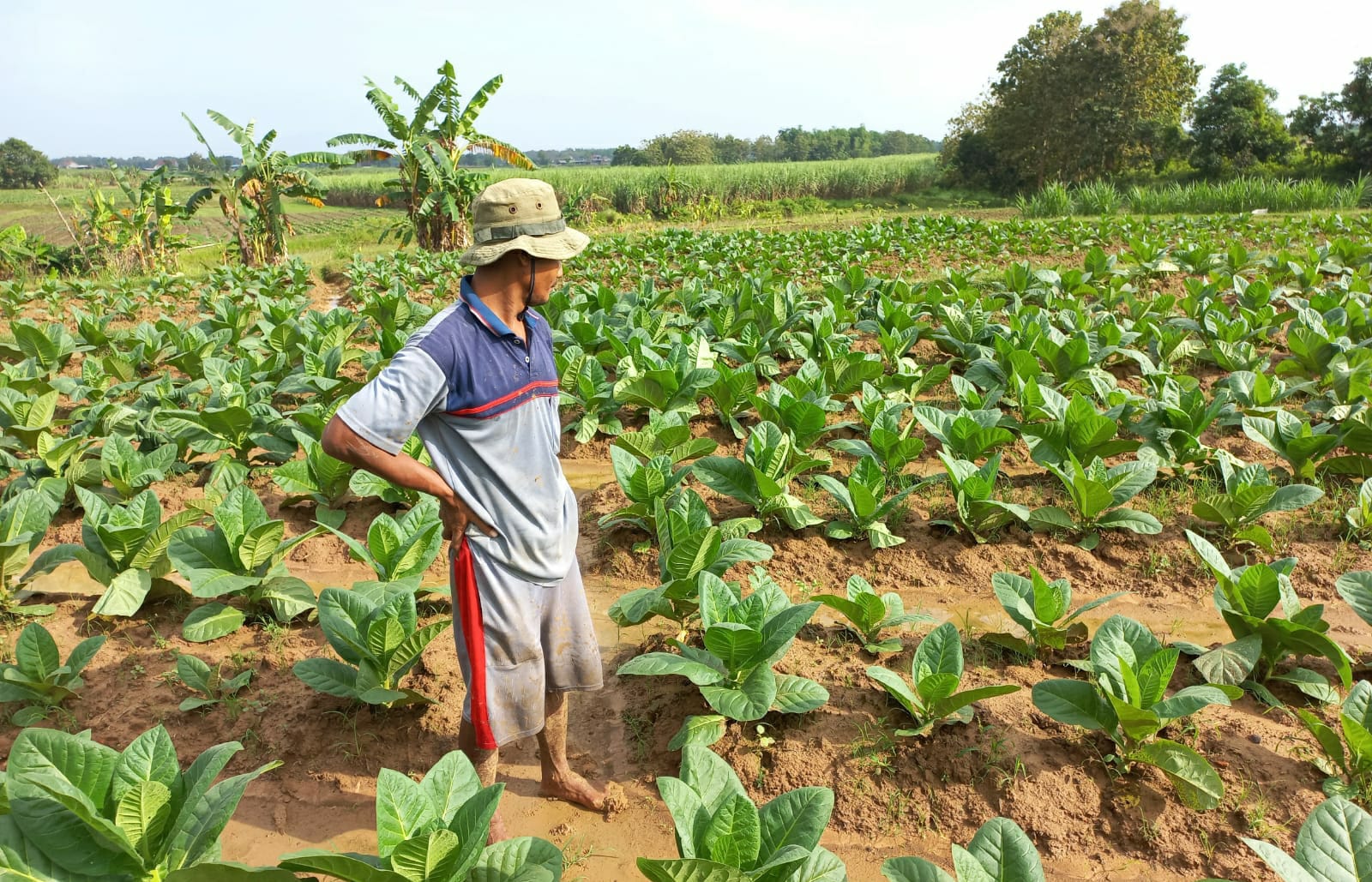 Petani tembakau