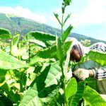 Petani se-Jatim Kompak Tolak Pengaturan Tembakau di PP Kesehatan dan Aturan Kemasan Rokok Polos Tanpa Merek