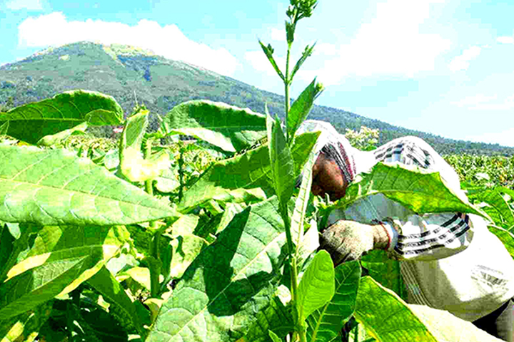 Petani tembakau di Kabupaten Temanggung, Jawa Tengah sedang panen, beberapa waktu lalu.