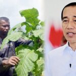 Menerawang Nasib Ekosistem Pertembakauan Jika Tembakau Disamakan dengan Narkotika di RUU Kesehatan