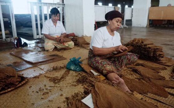 Produksi Tembakau di 6 Daerah Sumatera Utara yang Masih Bertahan (Kemendikbud.go.id)