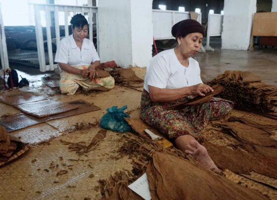 Produksi Tembakau di 6 Daerah Sumatera Utara yang Masih Bertahan (Kemendikbud.go.id)