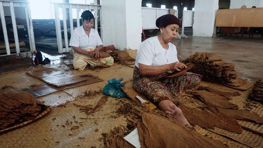Produksi Tembakau di 6 Daerah Sumatera Utara yang Masih Bertahan (Kemendikbud.go.id)