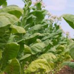 Tembakau Gayo, Warisan Budaya dan Kebanggaan Masyarakat Aceh