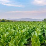 Waktu yang Tepat Minum Kopi Saat Menjalankan Ibadah Puasa