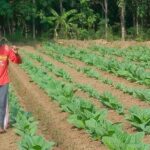 Pelaku Periklanan Menyoroti Potensi Dampak Negatif RPP UU Kesehatan terhadap Ekonomi Kreatif