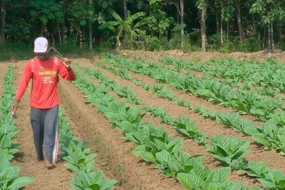 RPP Kesehatan Dikritik Karena Diskriminatif dan Merugikan Ekosistem Pertembakauan (Foto: Sumenepkab.go.id)