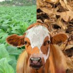 Membumikan Olahraga Badminton ala Vincent dan Desta