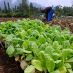 Jejak Tembakau Bojonegoro: Pendirian Balai Penelitian Hingga Inovasi Pertanian