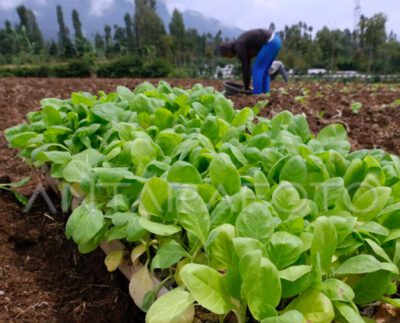 Semangat Petani Tembakau Lereng Sumbing Memasuki Masa Tanam (Foto: Antara Foto/Anis Efizudin)