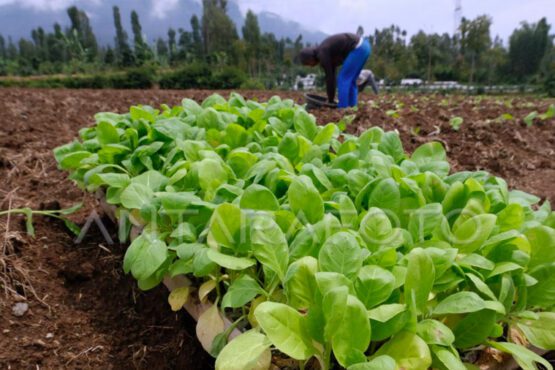 Semangat Petani Tembakau Lereng Sumbing Memasuki Masa Tanam (Foto: Antara Foto/Anis Efizudin)