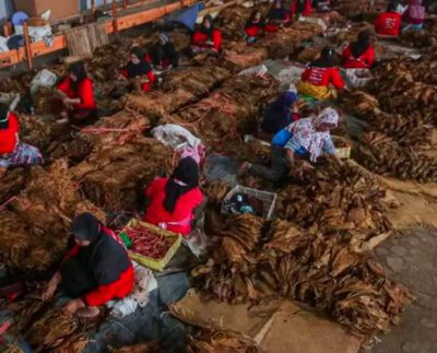 Tantangan yang Dihadapi Ekosistem Pertembakauan di Indonesia (Foto: JawaPos.com)